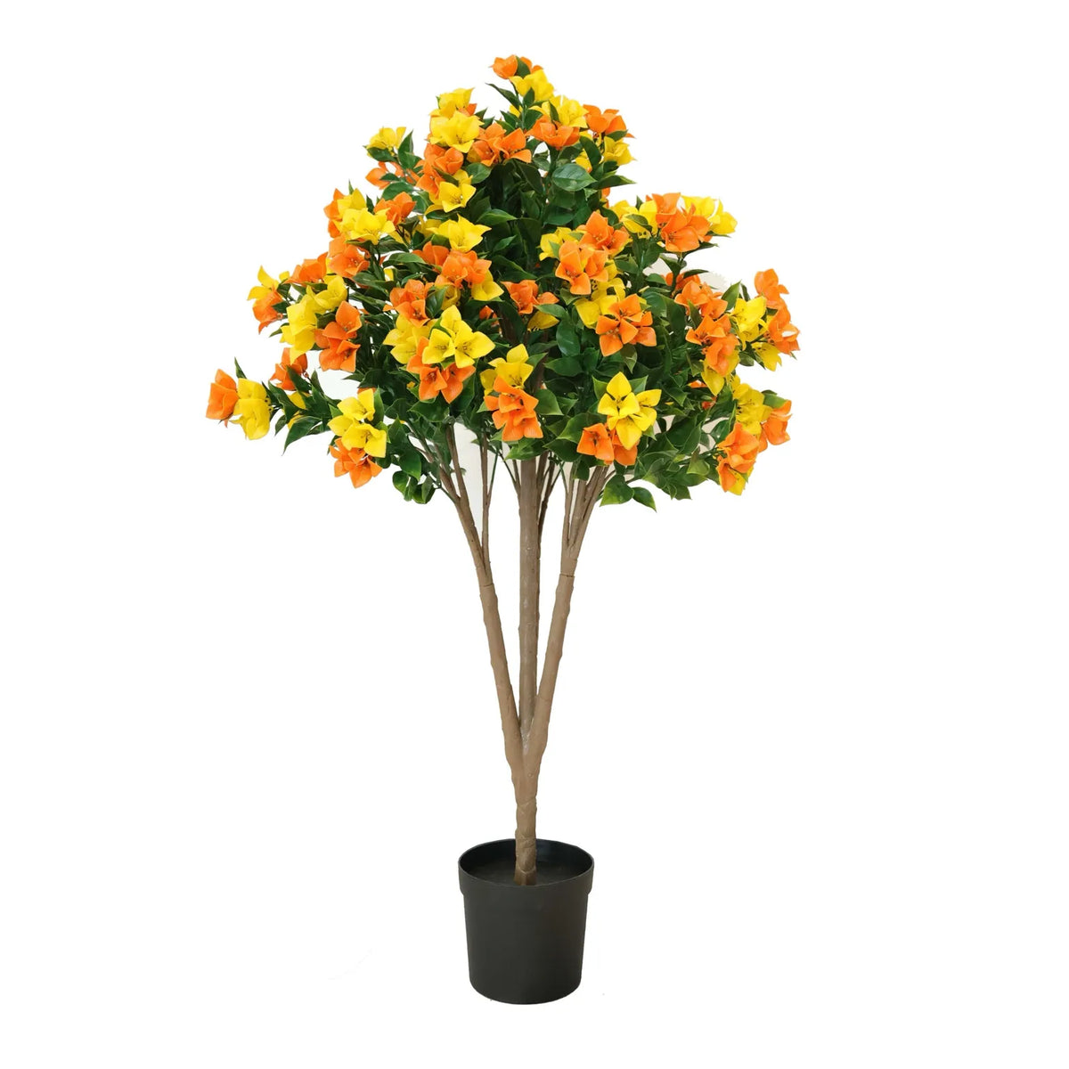 Flowering Yellow and Orange Bougainvillea Tree 90cm UV Resistant - Designer Plants
