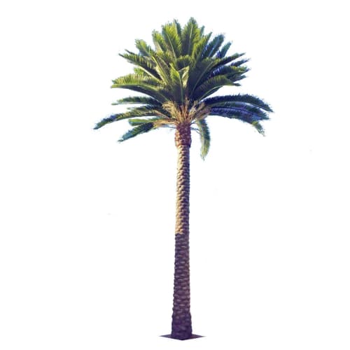 Tall Artificial Queensland Palm Tree (4m to 7m) UV Resistant - Designer Plants