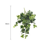 Mixed Green and White Tipped Ivy Bush 100cm