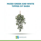 Mixed Green and White Tipped Ivy Bush 80cm UV Resistant