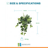 Mixed Green and White Tipped Ivy Bush 100cm