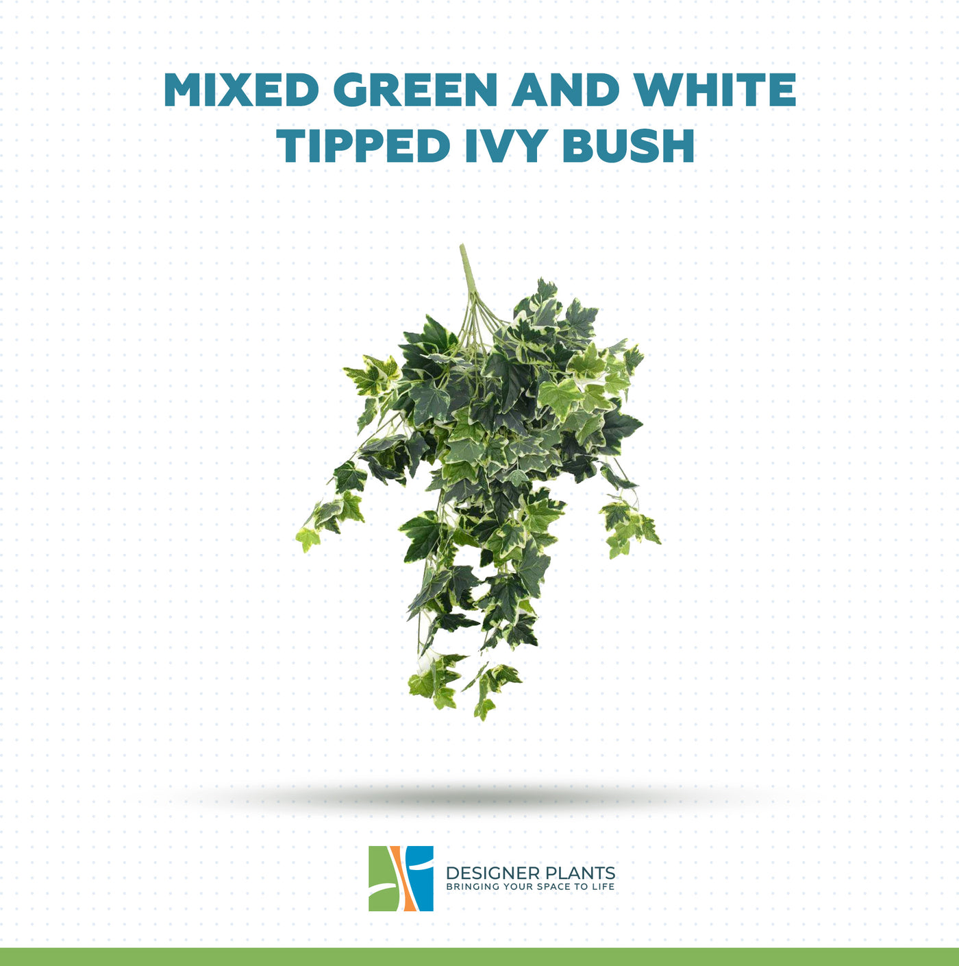 Mixed Green and White Tipped Ivy Bush 100cm