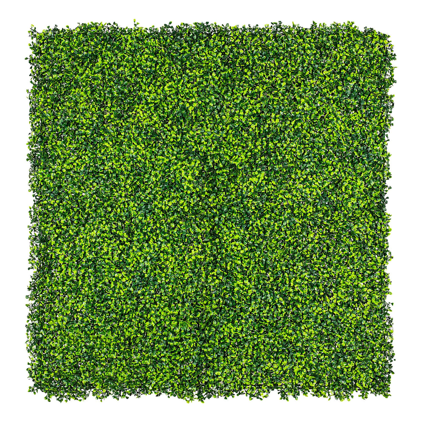 Mixed Boxwood Hedge Panels / Screens UV Resistant 1m x 1m - Designer Plants