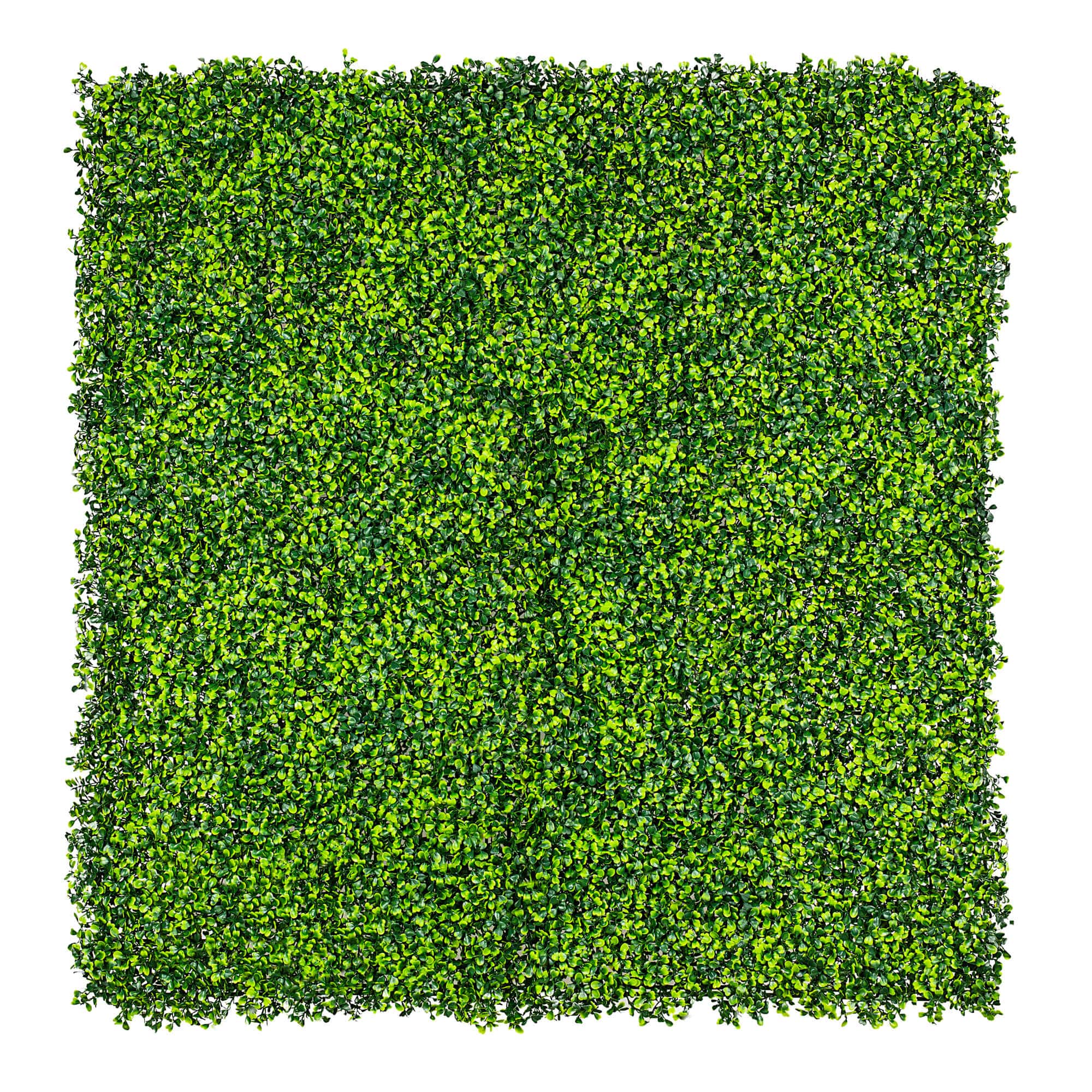 Mixed Boxwood Hedge Panels / Screens UV Resistant 1m x 1m - Designer Plants