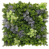 Vivid Purple and Green Moss Panel UV Resistant 100cm x 100cm (Back Order Only) - Designer Plants