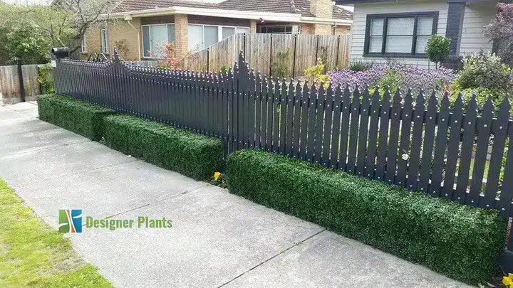 A black metal picket fence installed along a residential property boundary, with trimmed green hedges lining the fence and a concrete sidewalk in the foreground. A house and yard are visible behind the fence.