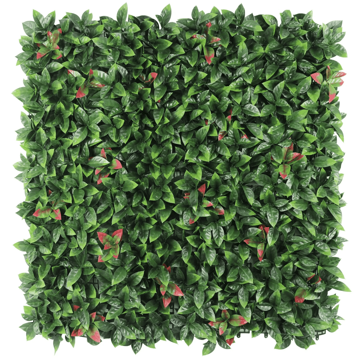 Photinia (Red Robin) Hedge Leaf Screens / Panels UV Resistant 1m x 1m - Designer Plants