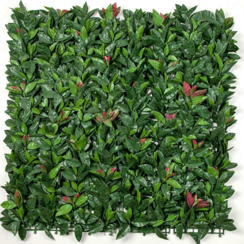 Photinia (Red Robin) Hedge Leaf Screens / Panels UV Resistant SAMPLE - Designer Plants