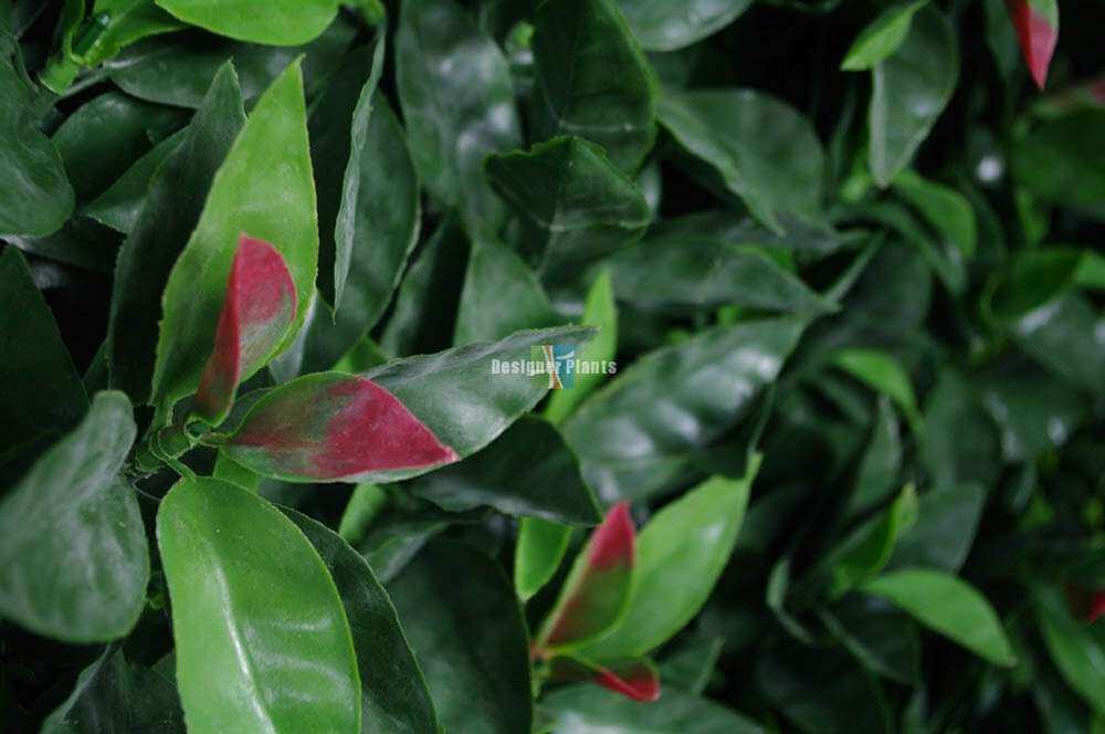 Photinia (Red Robin) Hedge Leaf Screens / Panels UV Resistant SAMPLE