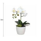 Potted Single Stem White Phalaenopsis Orchid with Decorative Pot 35cm