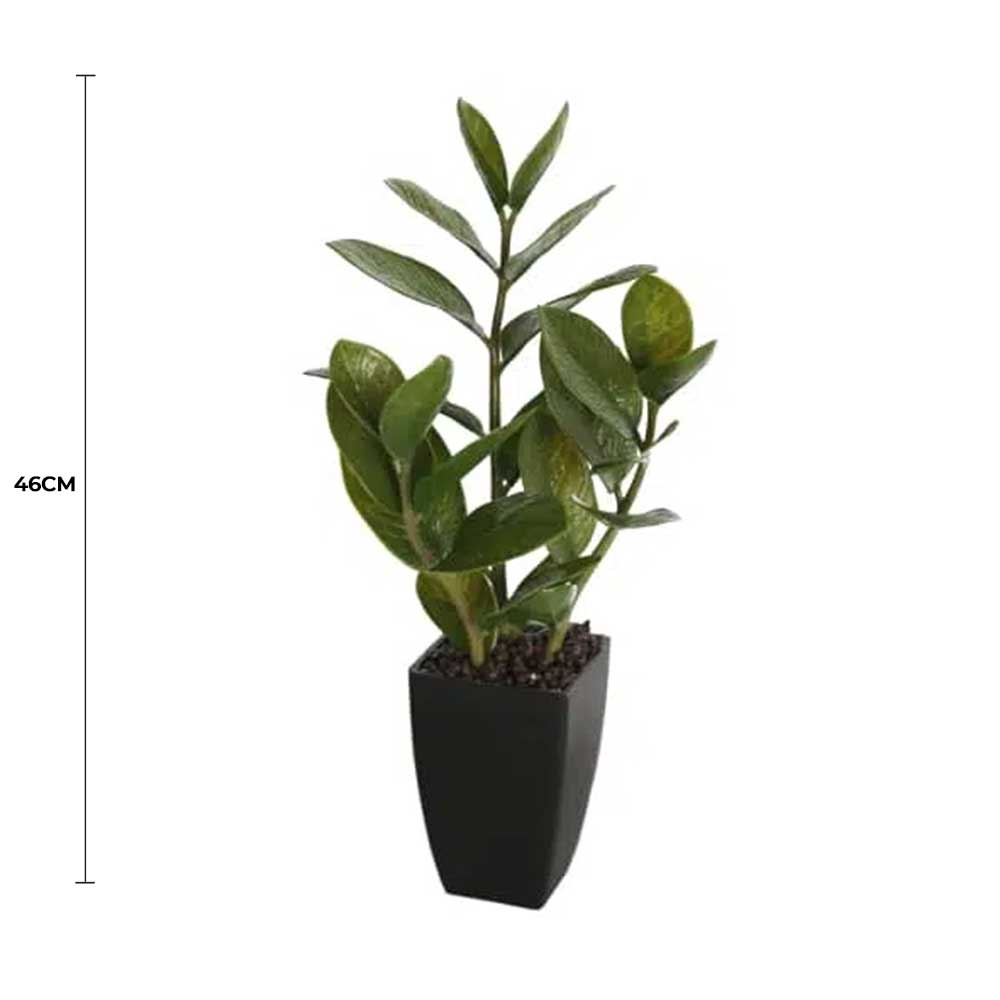 Potted Zanzibar 46cm
