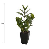 Potted Zanzibar 46cm