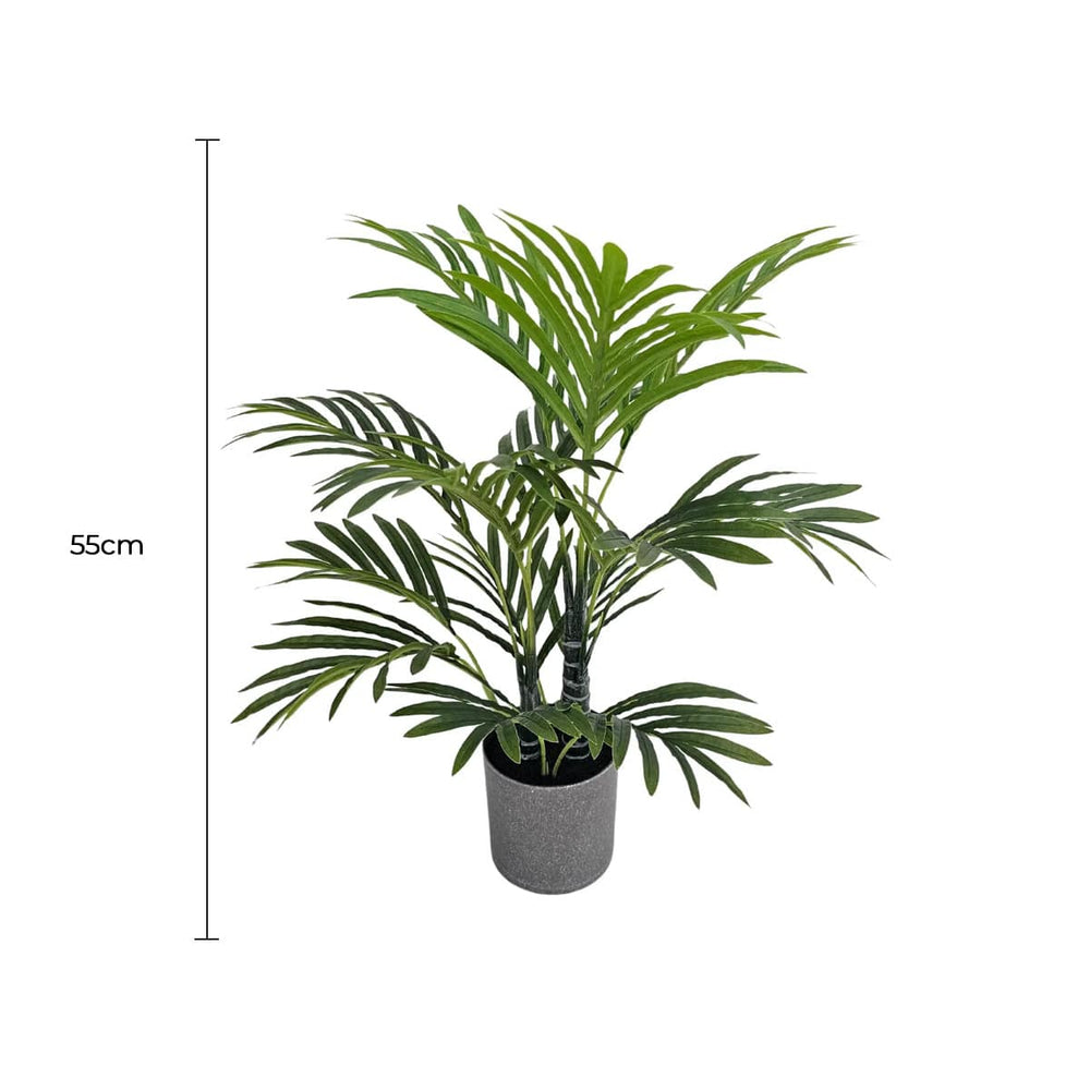 Potted plant with dimensions indicated on a white background