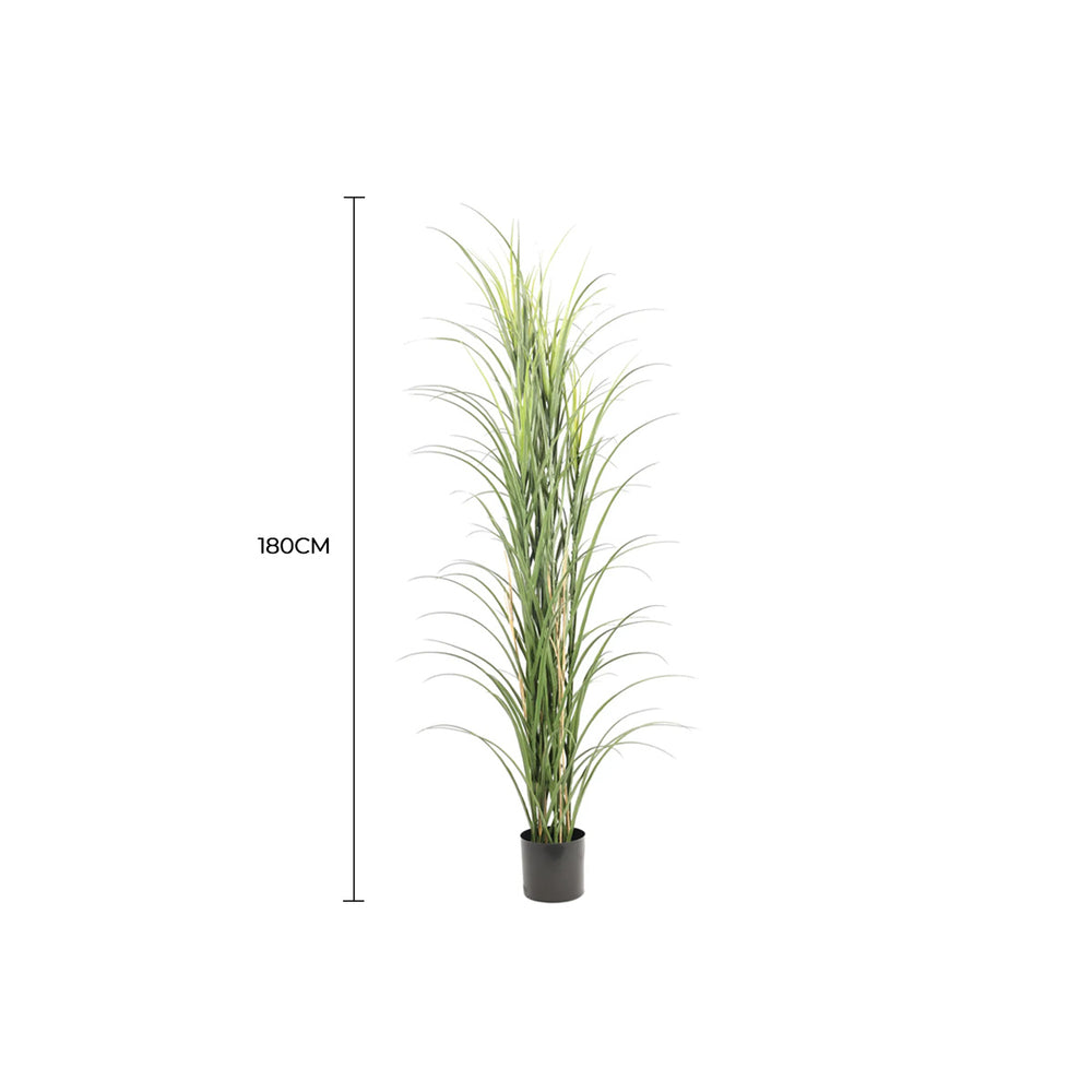 Potted plant with measurement label on a white background