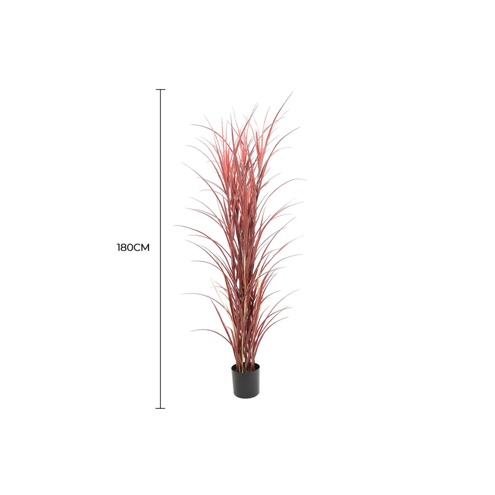 Potted plant with red leaves and measurement label on a white background