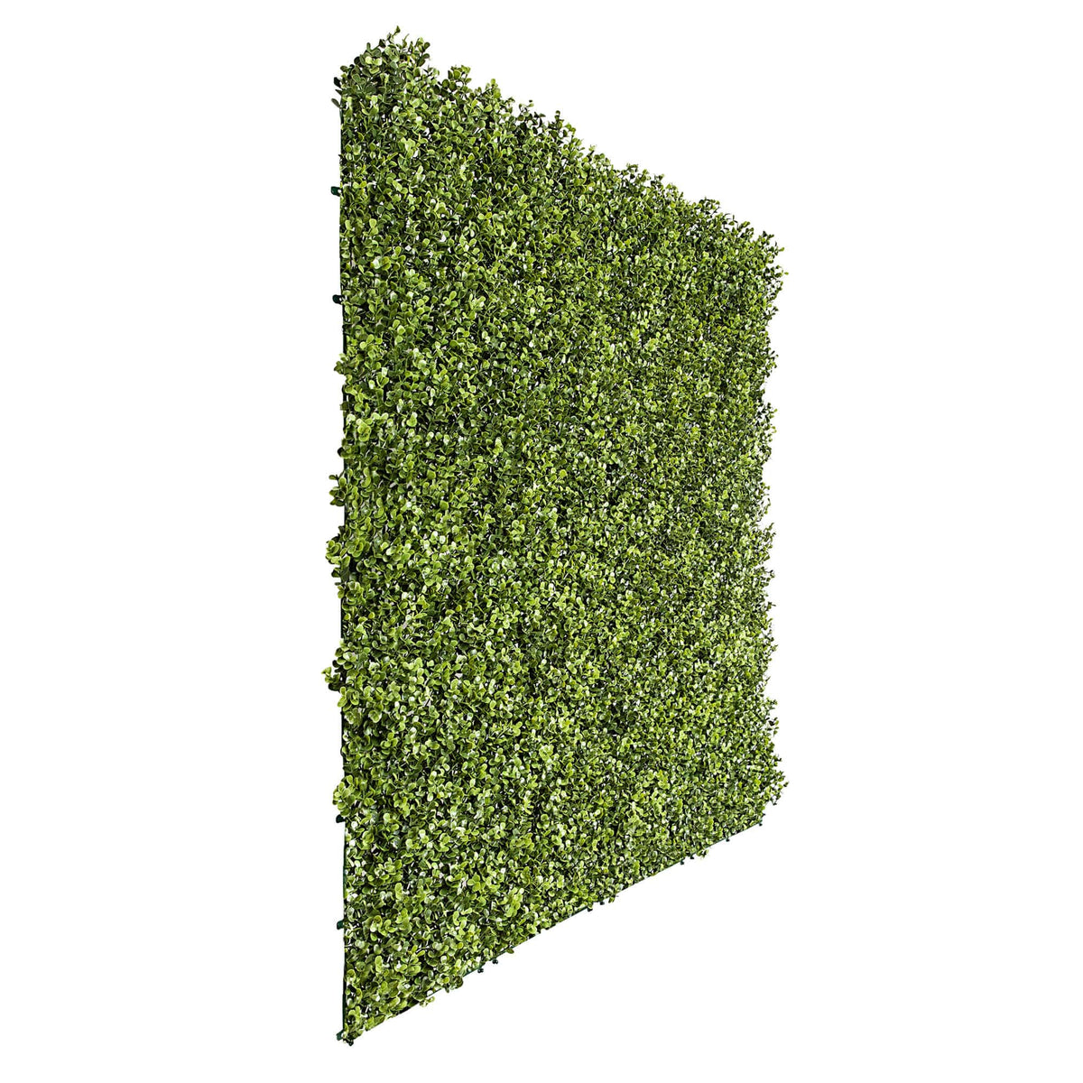 Premium Natural Buxus Hedge Panels UV Resistant SAMPLE