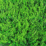 Mediterranean Fern Vertical Garden / Green Wall UV Resistant SAMPLE