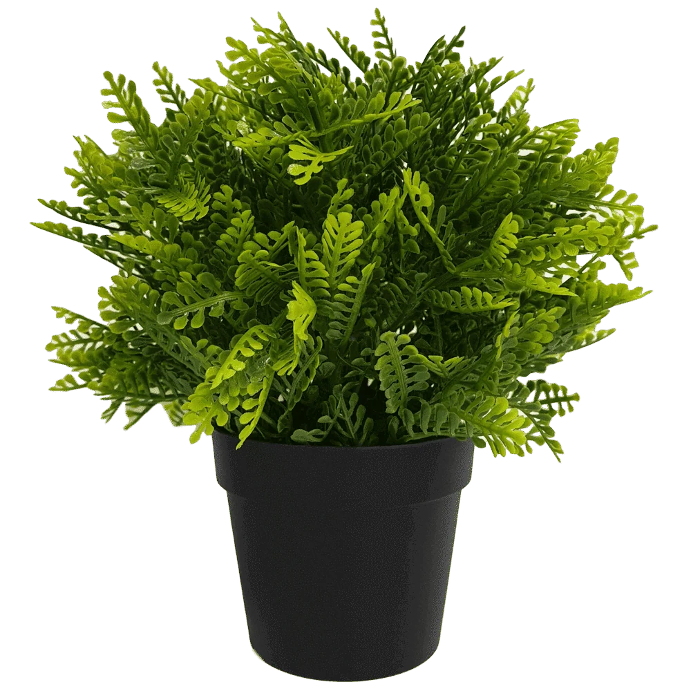 Potted green fern plant on a transparent background