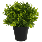 Potted green fern plant on a transparent background