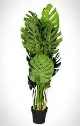 Open up your delivery and remove any plastic packaging from the plant.