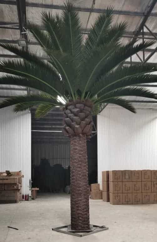 Tall Artificial Queensland Palm Tree (4m to 7m) UV Resistant