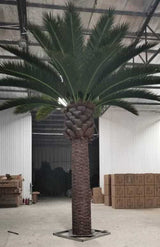 Tall Artificial Queensland Palm Tree (4m to 7m) UV Resistant