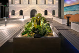 Leopard Lily (Dieffenbachia) with Pot 40cm