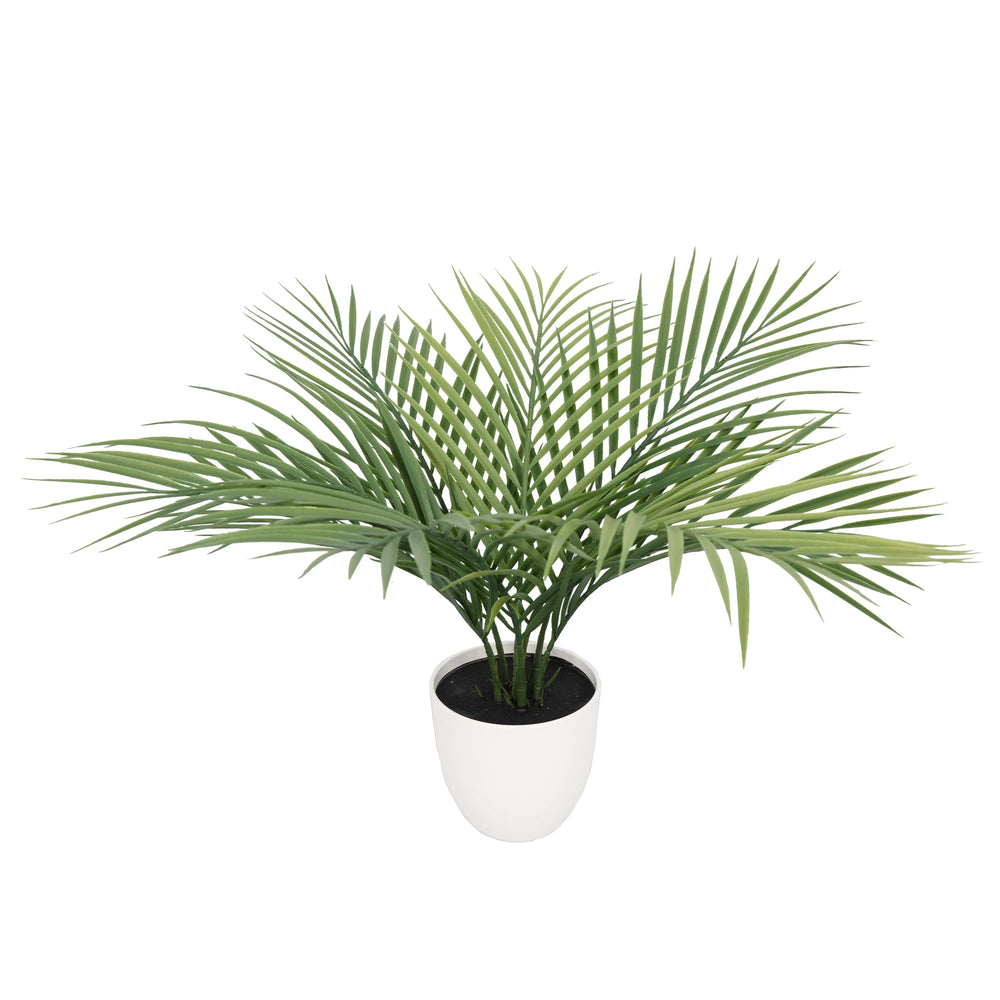 Potted palm plant on a white background