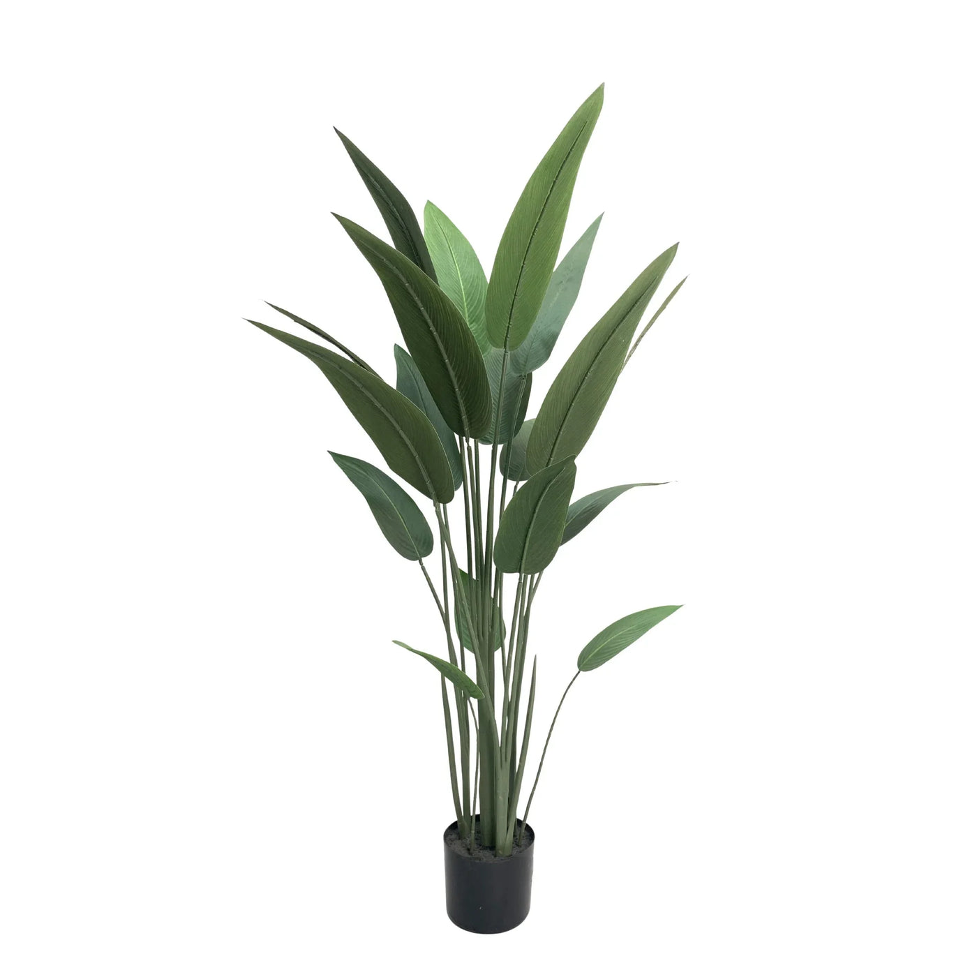 Potted plant with green leaves on a white background