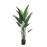 Potted plant with green leaves on a white background