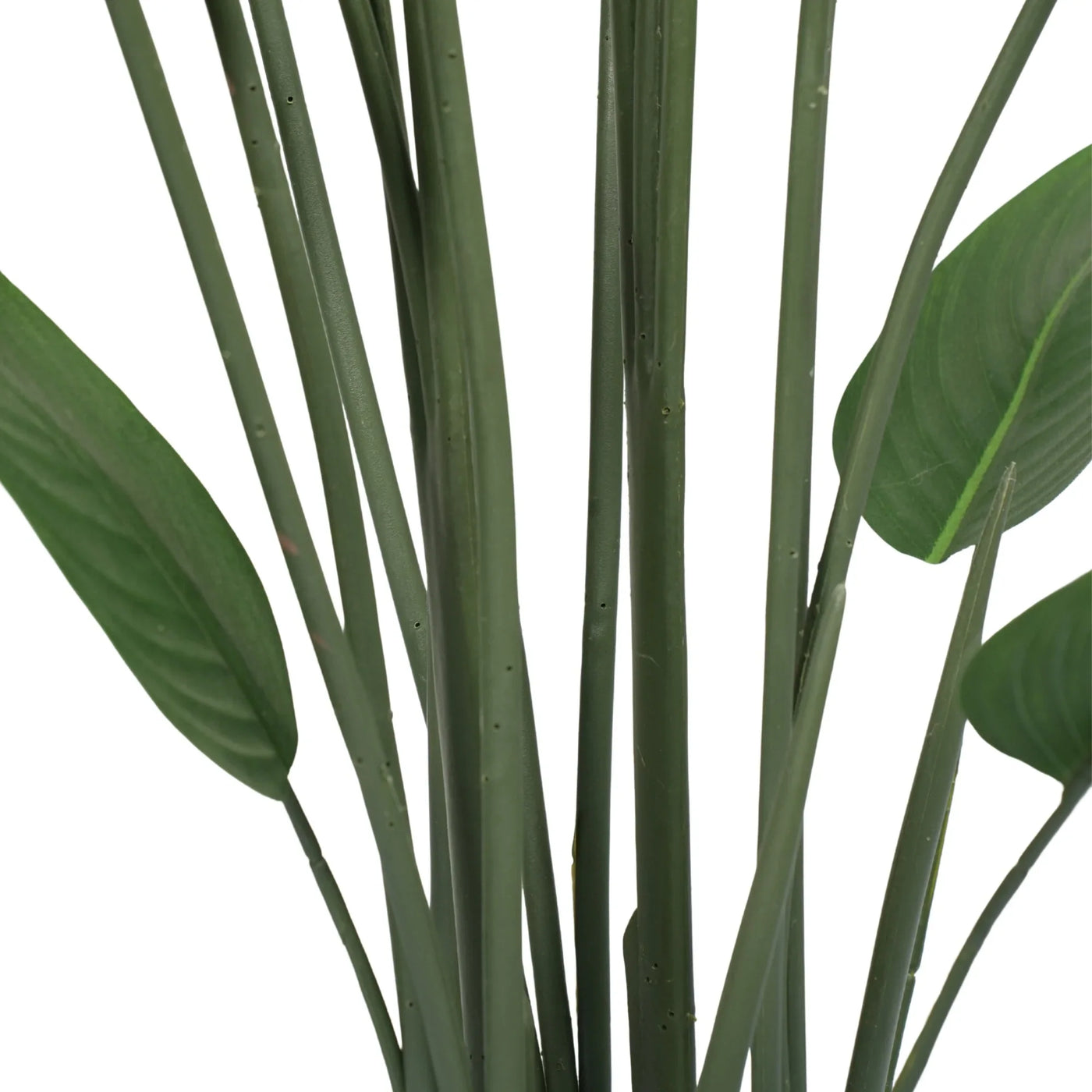 Close-up of green leaves on a white background