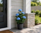 A potted plant with bright blue hydrangea flowers and green leaves sits on a stone pillar next to a black front door on a tiled porch.