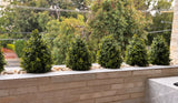 Artificial boxwood topiary plants in a row on a stone windowsill with pebbles.