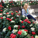 Premium Artificial Red Rose Bunch UV Resistant 45cm