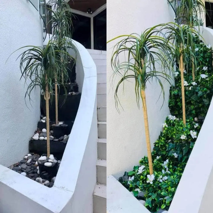 Two potted Dracaena massangeana (snake plant) trees displayed in an outdoor architectural setting with white curved walls, black stone steps, and green ivy.