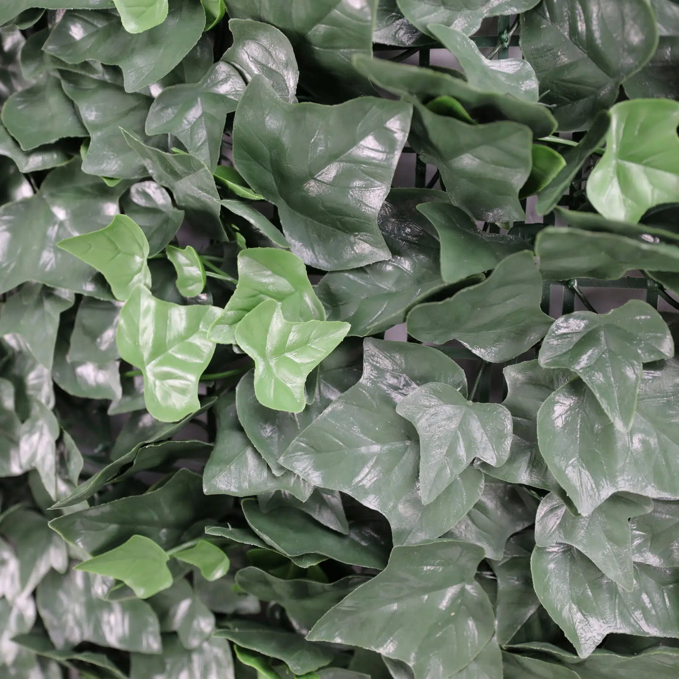 Boston Ivy Leaf Screen Green Wall Panel UV Resistant SAMPLE