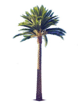 Tall Artificial Queensland Palm Tree (4m to 7m) UV Resistant