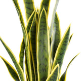 Artificial Mother in Law Tongue / Yellow Tongue Snake Plant UV Resistant 100cm