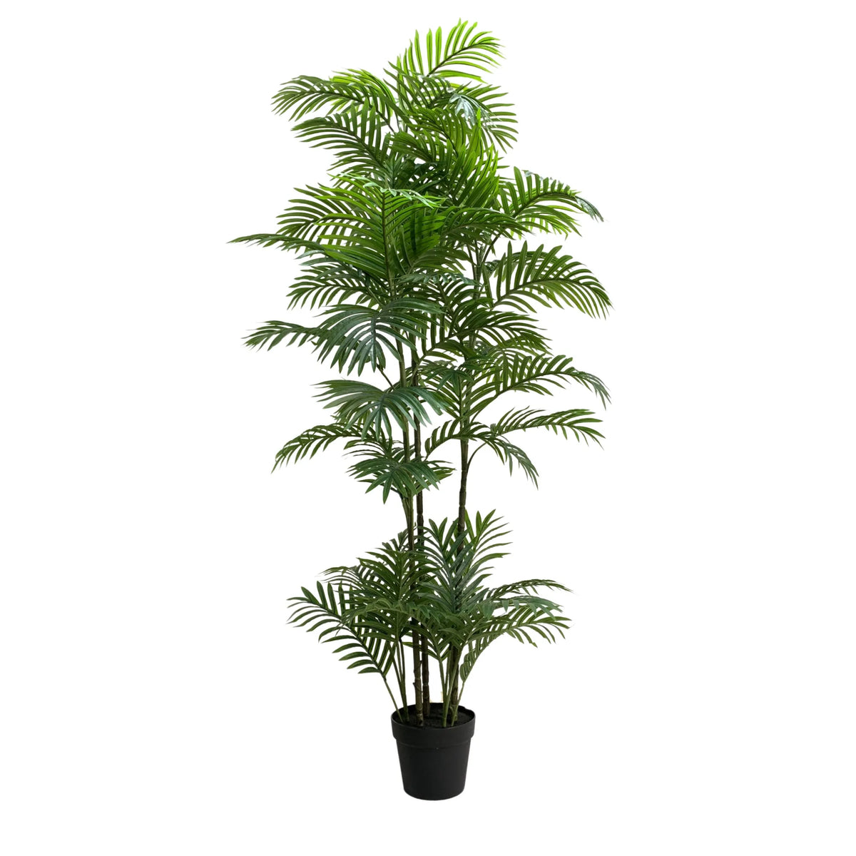 Premium Artificial Potted Multi-trunk Fan Palm 180cm - Designer Plants