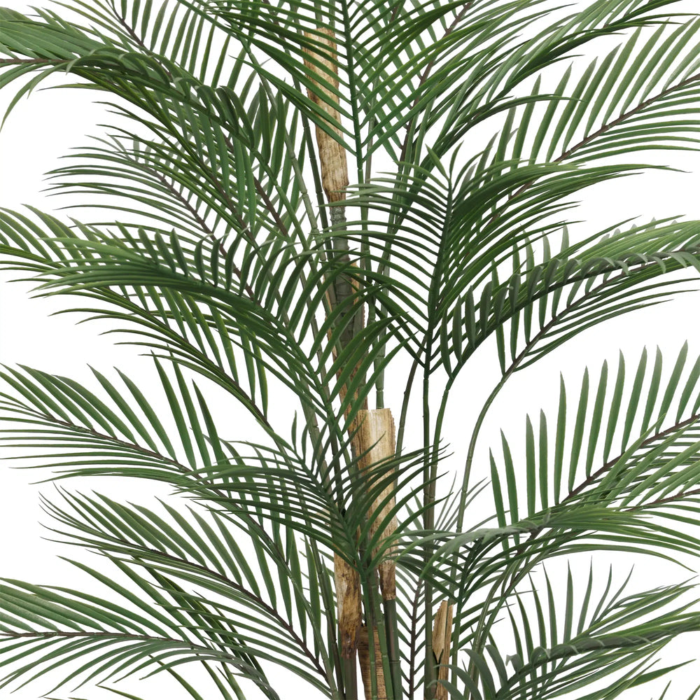 Close-up of a green palm plant on a white background