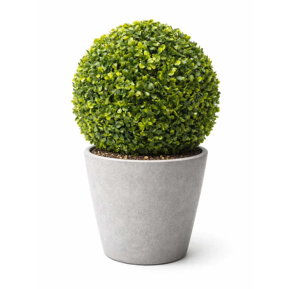 Potted spherical green plant in a gray pot on a white background