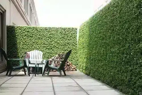 Courtyard walls covered with boxwood hedge screens
