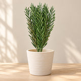 Native Tea Tree Stem UV Resistant 40cm - styled product image A