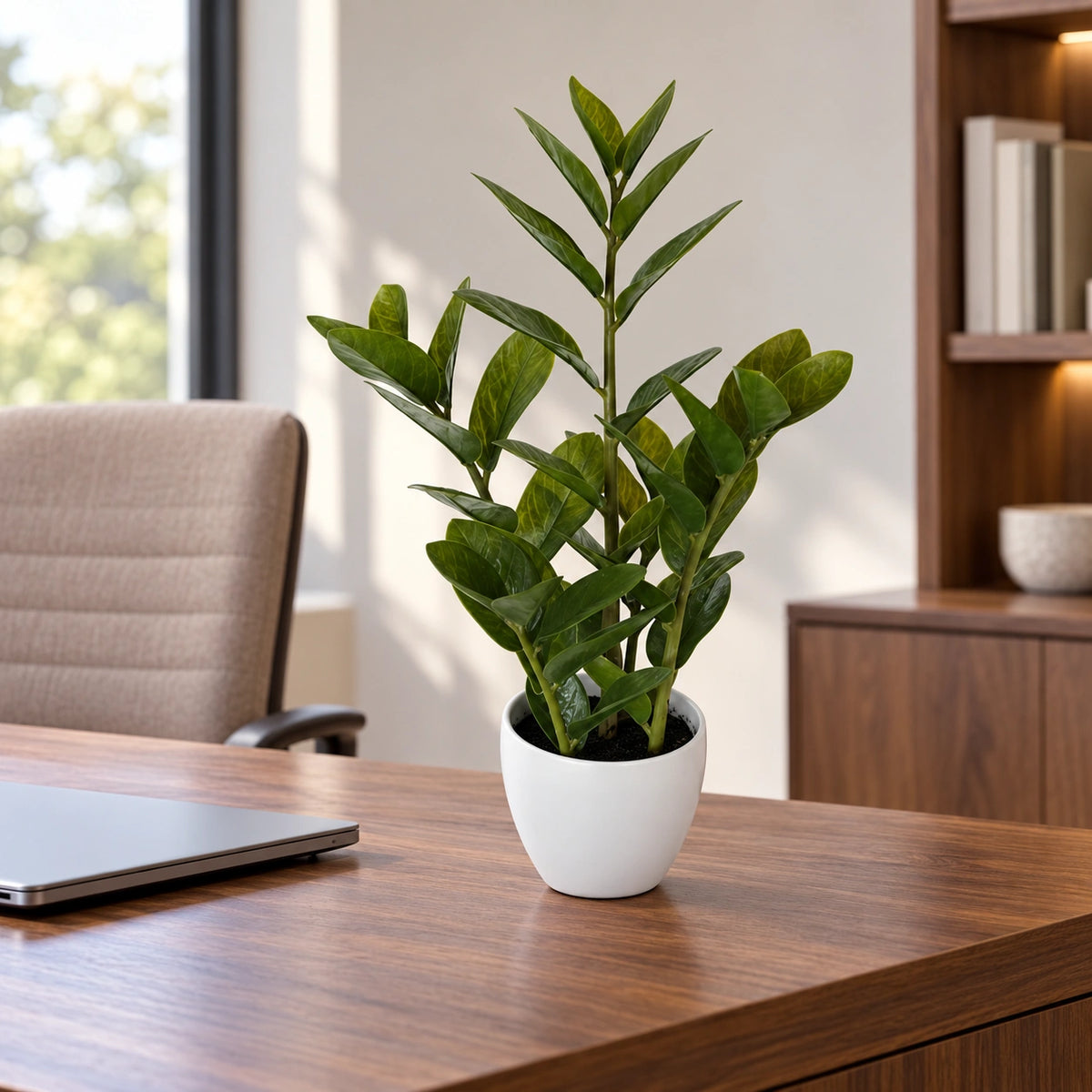 60cm Artificial Potted Zanzibar - styled product image B