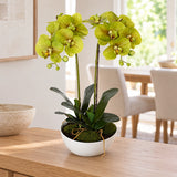 Two Stem Butterfly Artificial Orchid Cream 50cm - styled product image A