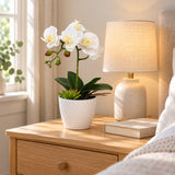 Potted Single Stem White Phalaenopsis Orchid with Decorative Pot 35cm - styled product image A