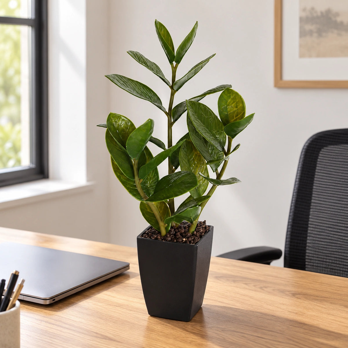 Potted Zanzibar 46cm - styled product image A