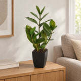 Potted Zanzibar 46cm - styled product image B