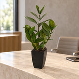Potted Zanzibar 46cm - styled product image C