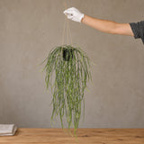 Artificial Hanging Potted Plant (Willow Leaf) 66cm UV Resistant - styled product image A